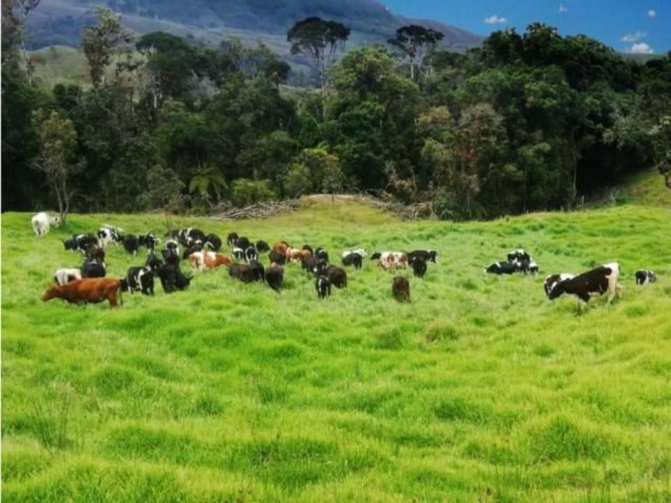 Finca en San Pedro