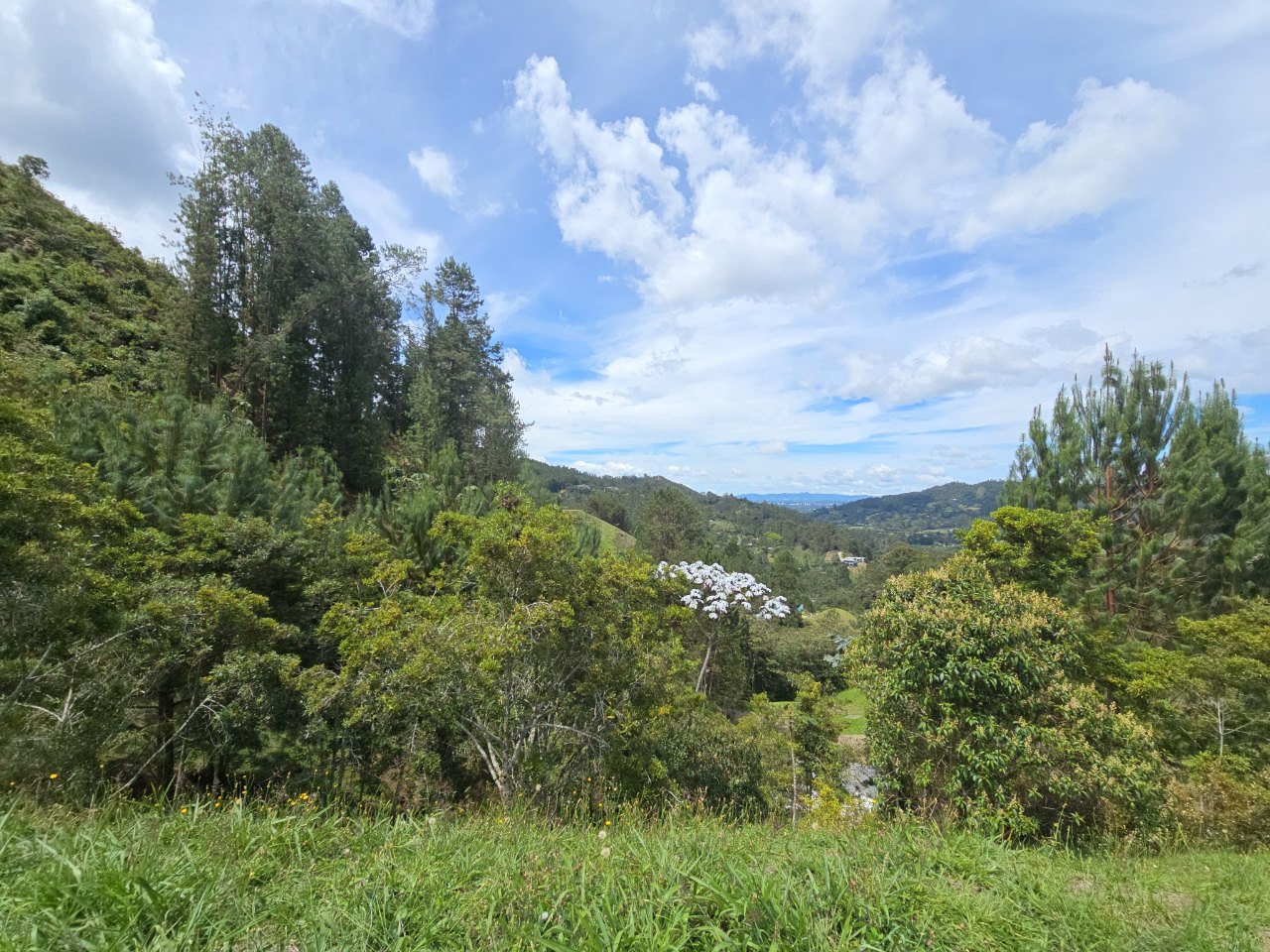 Lot and Natural Surroundings in garden